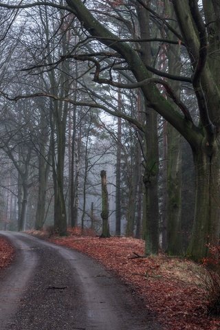 Обои дорога, деревья, природа, лес, листья, осень, road, trees, nature, forest, leaves, autumn разрешение 6000x4000 Загрузить