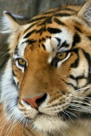 Обои тигр, морда, взгляд, хищник, бенгальский тигр, tiger, face, look, predator, bengal tiger разрешение 1920x1080 Загрузить