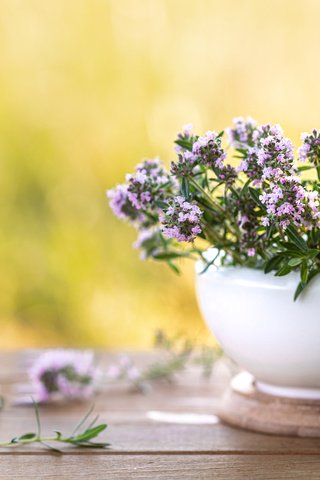 Обои природа, стол, букет, чабрец, тимьян, nature, table, bouquet, thyme разрешение 6580x4387 Загрузить