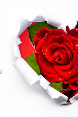 Обои цветок, роза, сердце, романтика, подарок, flower, rose, heart, romance, gift разрешение 1920x1200 Загрузить
