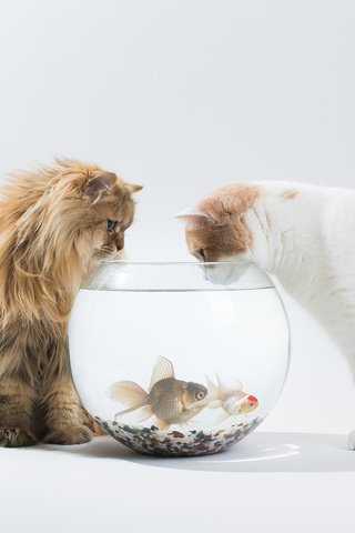 Обои кот, ханна, рыбы, кошки, аквариум, интерес, дейзи, бенджамин тород, бен тород, cat, hannah, fish, cats, aquarium, interest, daisy, benjamin torod, ben torod разрешение 2048x1364 Загрузить
