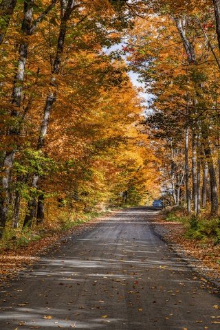 Обои дорога, деревья, природа, лес, осень, road, trees, nature, forest, autumn разрешение 3840x2160 Загрузить