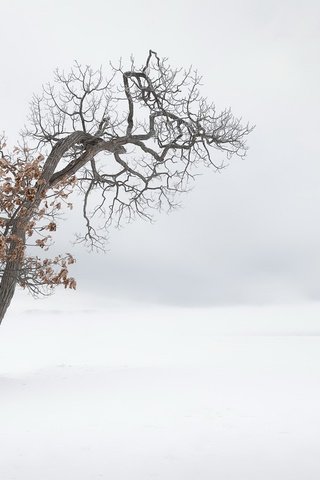 Обои снег, природа, дерево, зима, туман, snow, nature, tree, winter, fog разрешение 2166x1080 Загрузить