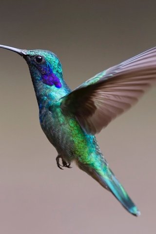 Обои колибри, hummingbird разрешение 3082x2031 Загрузить