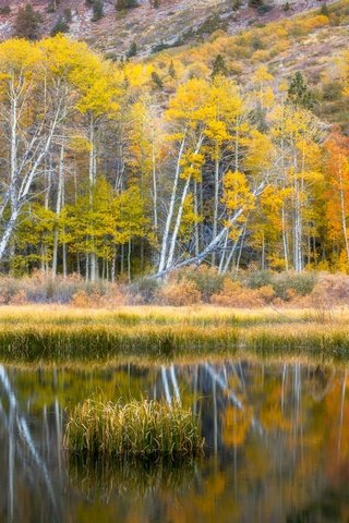 Обои берег, лес, отражение, осень, водоем, shore, forest, reflection, autumn, pond разрешение 6636x4428 Загрузить