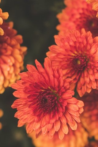 Обои цветы, темный фон, много, оранжевые, хризантемы, flowers, the dark background, a lot, orange, chrysanthemum разрешение 3840x2160 Загрузить
