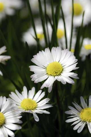 Обои цветы, темный фон, ромашки, белые, боке, маргаритки, flowers, the dark background, chamomile, white, bokeh, daisy разрешение 7360x4912 Загрузить