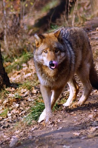 Обои лес, взгляд, прогулка, волк, forest, look, walk, wolf разрешение 3008x1881 Загрузить