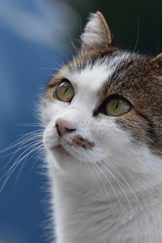Обои морда, фон, портрет, кот, кошка, взгляд, face, background, portrait, cat, look разрешение 3840x2160 Загрузить