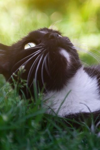 Обои морда, отдых, трава, боке, поза, кот, кошка, взгляд, черный, лежит, поляна, glade, face, stay, grass, bokeh, pose, cat, look, black, lies разрешение 3840x2160 Загрузить