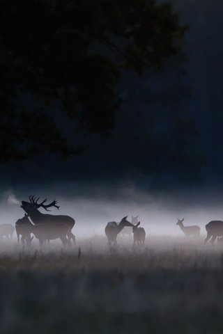 Обои ночь, туман, олени, night, fog, deer разрешение 2048x1152 Загрузить
