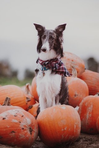 Обои осень, собака, тыквы, autumn, dog, pumpkin разрешение 2047x1365 Загрузить