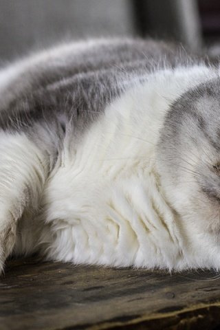 Обои поза, кот, кошка, взгляд, лежит, доски, серая, персидская, pose, cat, look, lies, board, grey, persian разрешение 3840x2160 Загрузить