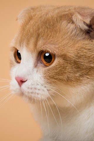 Обои поза, портрет, кот, кошка, взгляд, мордашка, оранжевый фон, вислоухий, pose, portrait, cat, look, face, orange background, fold разрешение 2000x1335 Загрузить