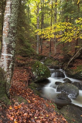 Обои природа, камни, лес, ручей, осень, nature, stones, forest, stream, autumn разрешение 1920x1280 Загрузить