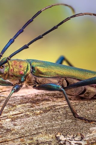 Обои природа, насекомое, nature, insect разрешение 1920x1080 Загрузить