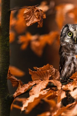 Обои сова, листья, ветки, осень, птица, сыч, owl, leaves, branches, autumn, bird разрешение 6720x4480 Загрузить