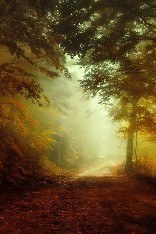 Обои свет, дорога, лес, утро, туман, осень, light, road, forest, morning, fog, autumn разрешение 3840x2160 Загрузить