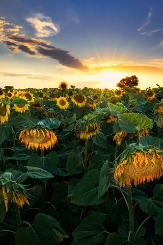 Обои закат, лето, подсолнухи, sunset, summer, sunflowers разрешение 1944x1268 Загрузить