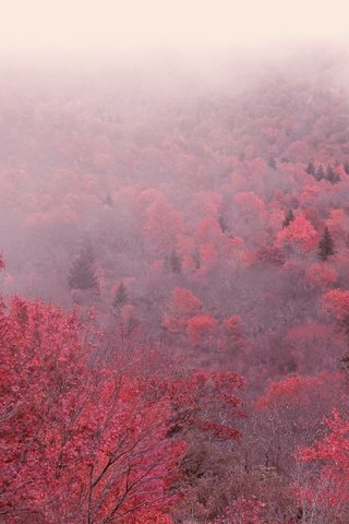 Обои деревья, утро, туман, осень, trees, morning, fog, autumn разрешение 3840x2160 Загрузить