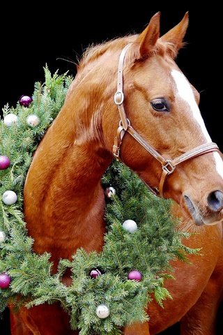 Обои лошадь, конь, елочные игрушки, новый год, венок, хвоя, портрет, шарики, черный фон, рыжий, рождество, horse, christmas decorations, new year, wreath, needles, portrait, balls, black background, red, christmas разрешение 3840x2160 Загрузить