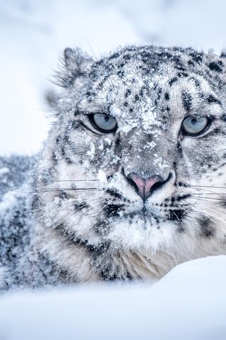 Обои морда, снег, зима, портрет, взгляд, лежит, снежный барс, ирбис, face, snow, winter, portrait, look, lies, snow leopard, irbis разрешение 2000x1379 Загрузить