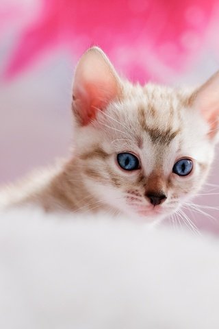 Обои мордочка, кошка, котенок, кровать, голубые глаза, мех, подушка, боке, muzzle, cat, kitty, bed, blue eyes, fur, pillow, bokeh разрешение 3840x2160 Загрузить