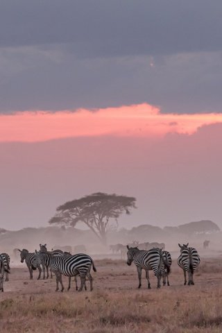 Обои природа, африка, зебры, nature, africa, zebra разрешение 3840x2160 Загрузить