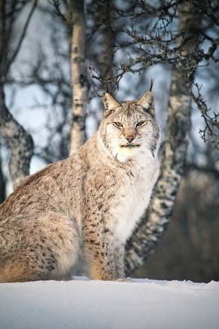 Обои снег, лес, зима, рысь, ветки, взгляд, сидит, темный фон, snow, forest, winter, lynx, branches, look, sitting, the dark background разрешение 3840x2560 Загрузить