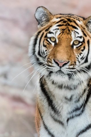 Обои тигр, морда, снег, фон, портрет, ветки, взгляд, боке, tiger, face, snow, background, portrait, branches, look, bokeh разрешение 2372x1334 Загрузить