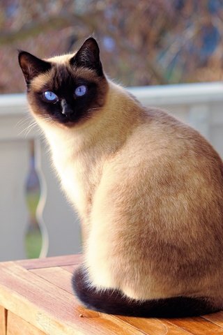 Обои кот, мордочка, кошка, взгляд, голубые глаза, сиамская, cat, muzzle, look, blue eyes, siamese разрешение 4156x2771 Загрузить