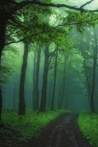 Обои дорога, деревья, природа, лес, туман, road, trees, nature, forest, fog разрешение 1920x1275 Загрузить