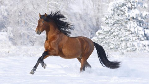 Обои лошадь, снег, зима, horse, snow, winter разрешение 1920x1200 Загрузить
