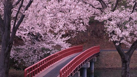 Обои мост, япония, сакура, bridge, japan, sakura разрешение 2950x2094 Загрузить