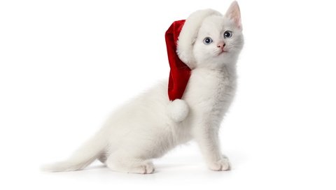 Обои котенок, белый, шапочка, kitty, white, cap разрешение 1920x1200 Загрузить