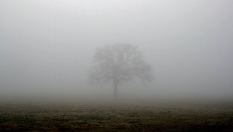 Обои дерево, туман, поле, tree, fog, field разрешение 1944x1296 Загрузить