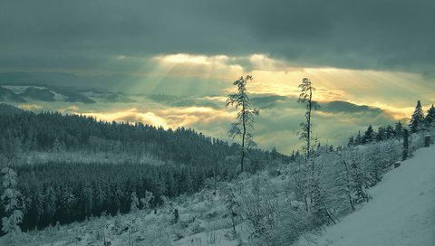 Обои снег, лес, лучи, snow, forest, rays разрешение 1920x1080 Загрузить