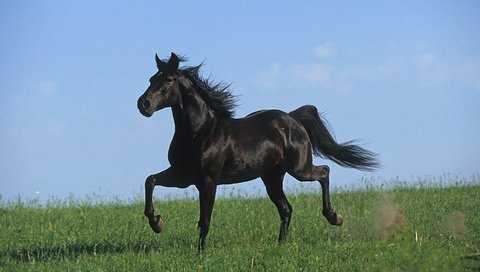 Обои лошадь, черный, степь, жеребец, голоп, horse, black, the steppe, stallion, the golop разрешение 1920x1080 Загрузить