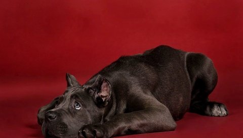 Обои собака, щенок, красный фон, кане-корсо, dog, puppy, red background, cane corso разрешение 1920x1113 Загрузить