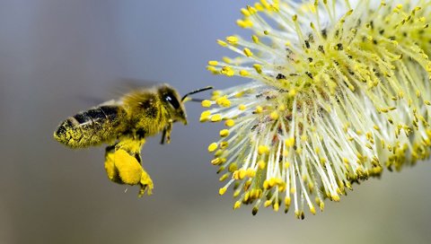 Обои цветок, пчела, опыление, flower, bee, pollination разрешение 1920x1200 Загрузить