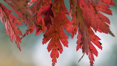 Обои природа, дерево, листья, макро, фото, осень, nature, tree, leaves, macro, photo, autumn разрешение 1920x1200 Загрузить