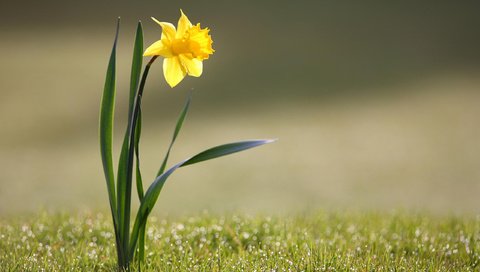 Обои цветы, трава, природа, желтый, фото, flowers, grass, nature, yellow, photo разрешение 2560x1600 Загрузить