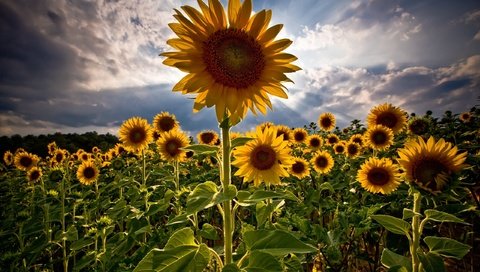 Обои поле, лето, подсолнухи, field, summer, sunflowers разрешение 2560x1600 Загрузить