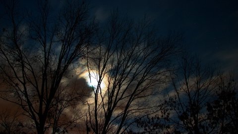 Обои ночь, деревья, луна, night, trees, the moon разрешение 1920x1200 Загрузить