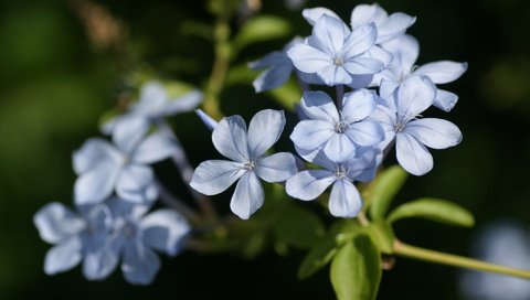Обои цветы, лепестки, голубые, свинчатка, flowers, petals, blue, svinchatka разрешение 1920x1200 Загрузить
