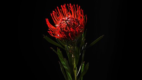 Обои цветок, красный, черный фон, протея, белосемянник, леукоспермум, flower, red, black background, proteus разрешение 1920x1200 Загрузить