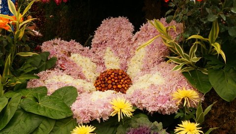 Обои цветы, листья, лепестки, клумба, flowers, leaves, petals, flowerbed разрешение 1920x1200 Загрузить