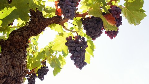 Обои листья, виноград, лоза, грозди, leaves, grapes, vine, bunches разрешение 2560x1600 Загрузить