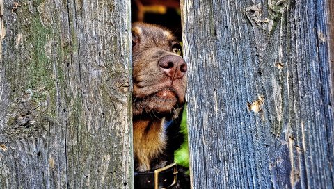 Обои забор, собака, ошейник, пес, нос, the fence, dog, collar, nose разрешение 1920x1200 Загрузить