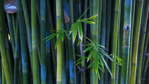 Обои бамбук, стебли, bamboo, stems разрешение 1920x1080 Загрузить